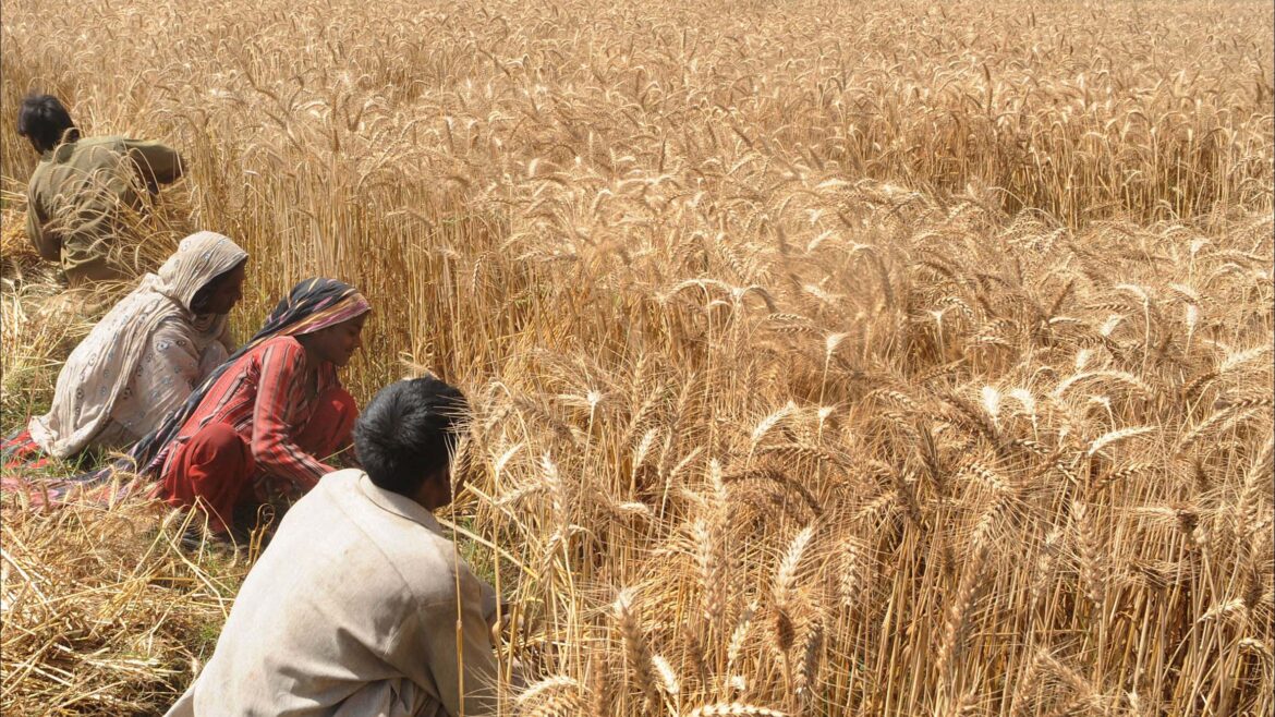 Pakistani farmers harvest their wheat cr