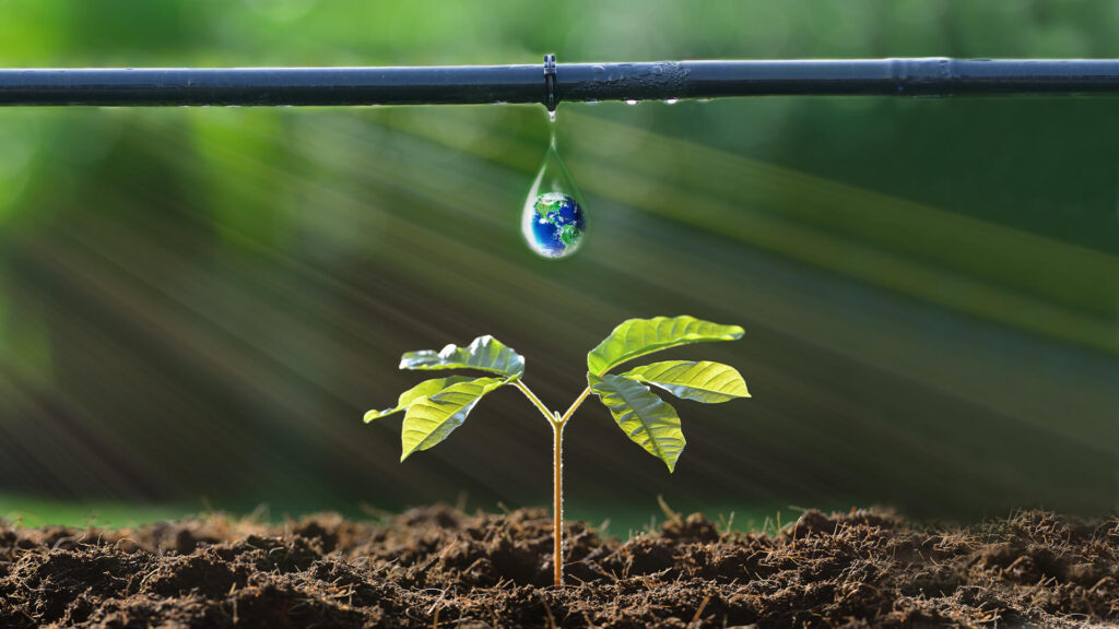 Initiating a Greener Future The Beginning of Drip Irrigation